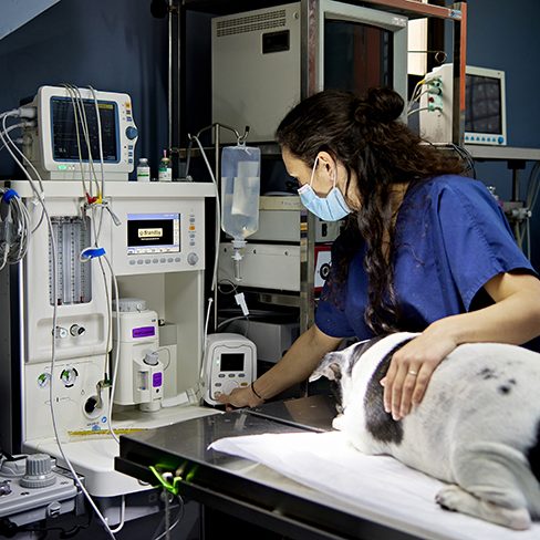 Mid 20s Caucasian woman in scrubs and surgical mask managing electronic monitors in operating room for Boston Terrier patient before surgical procedure.